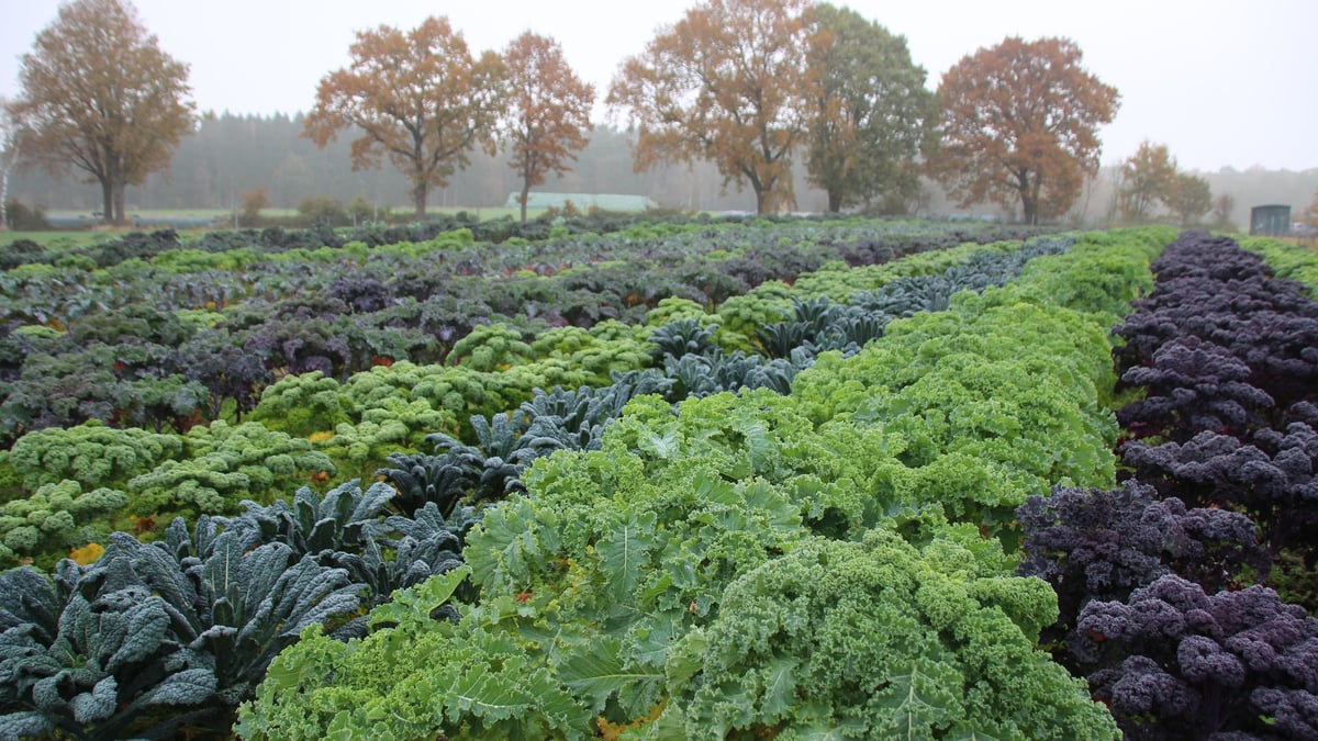 Fotoquelle: Freilichtmuseum am Kiekeberg