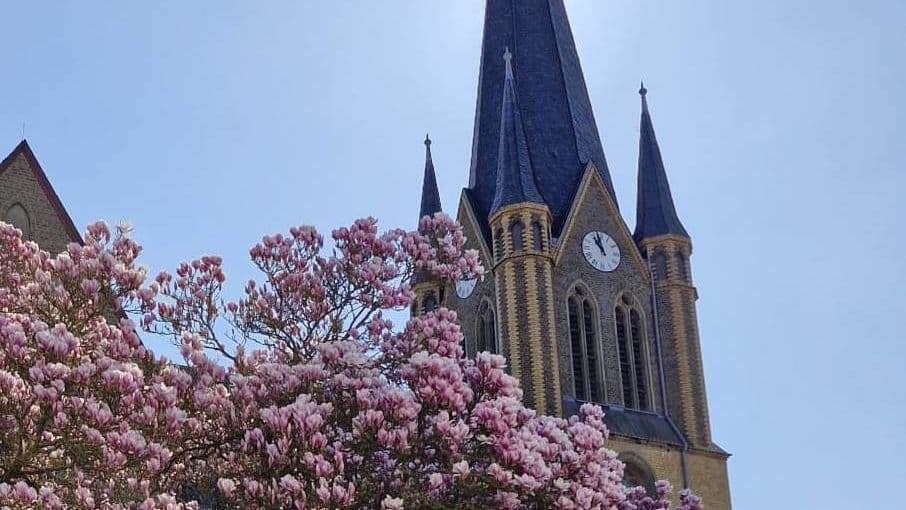 Magnolie vor der Kirche