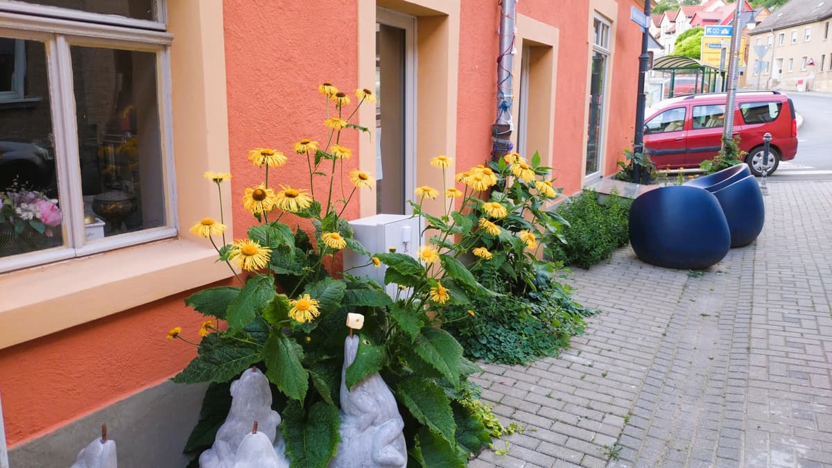 Fassadenbegrünung uns Straßenkino