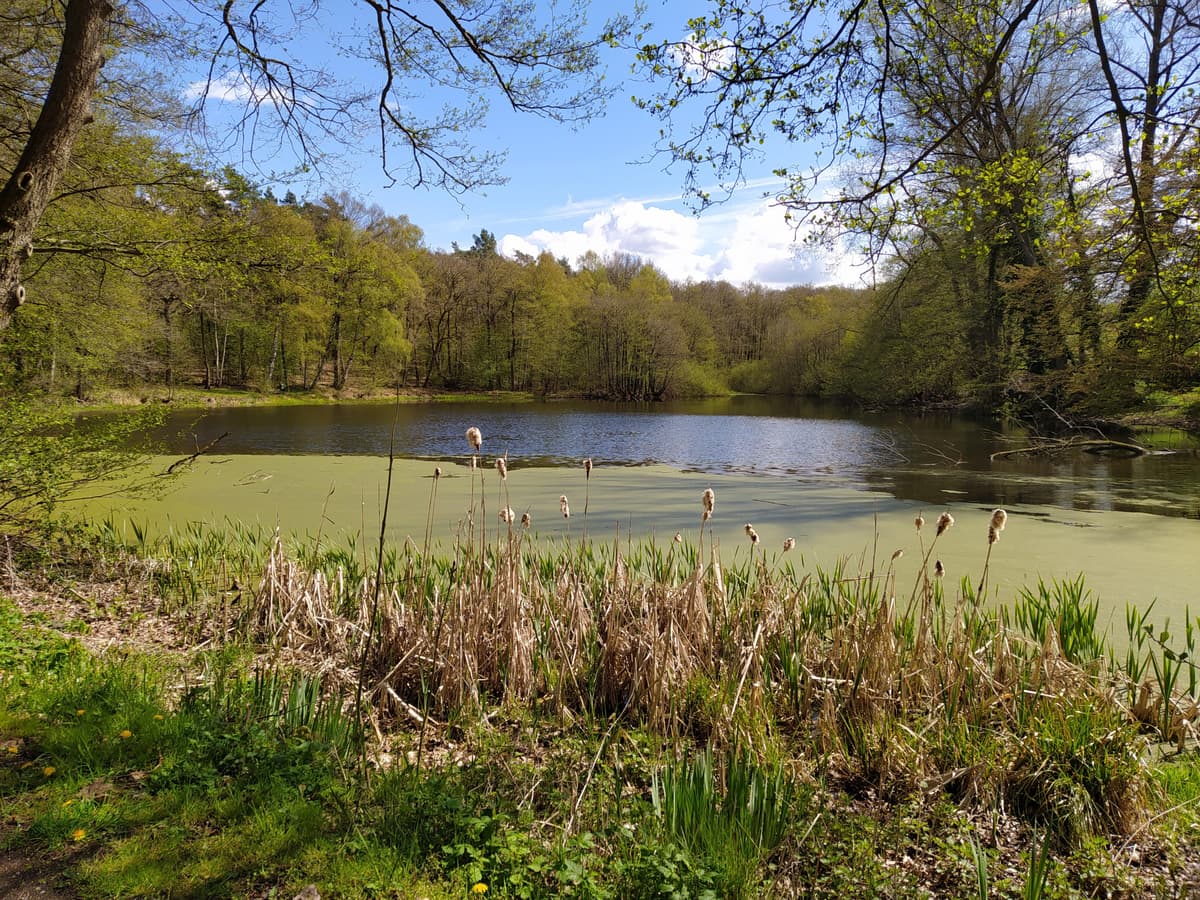 Mühlteich Ovelgönne