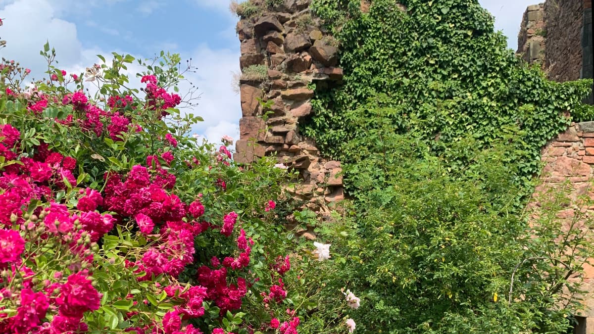 Rosenblüte