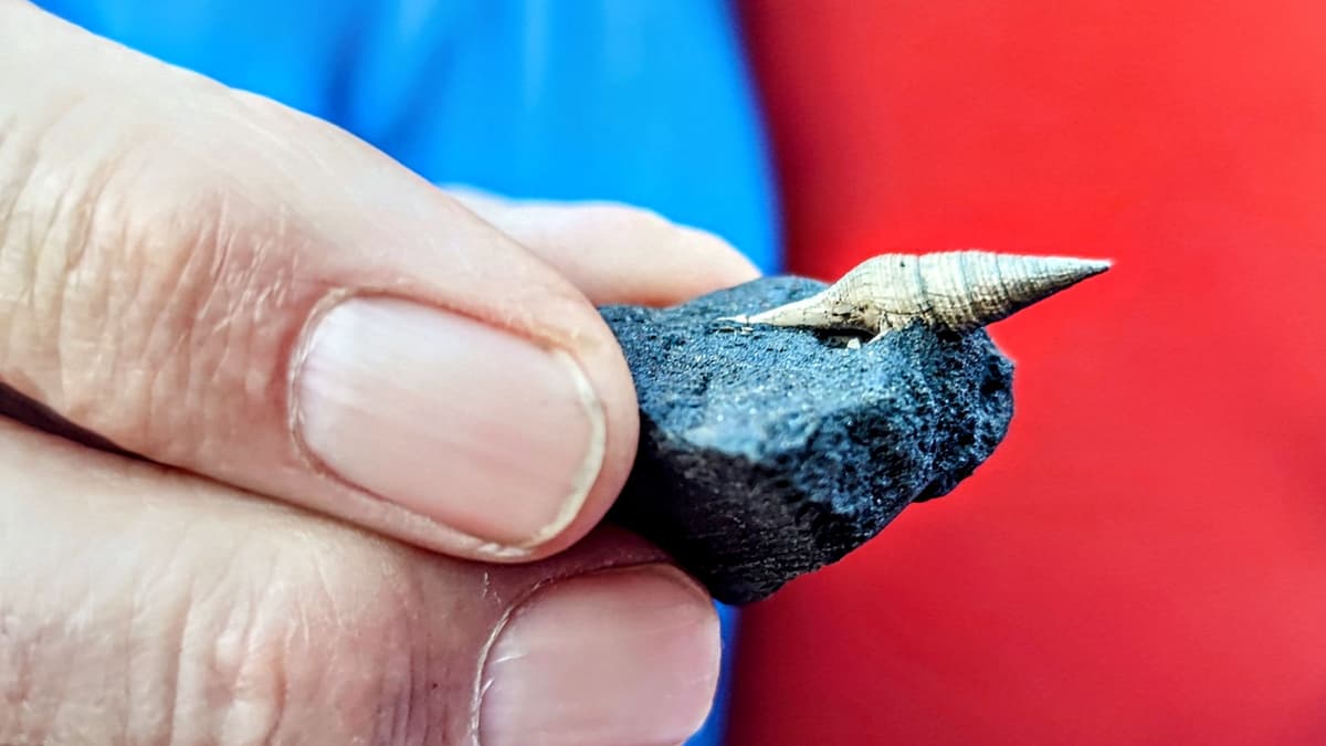 Fossilienfund