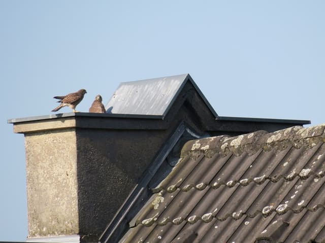 Carl-Schurz-Siedlung