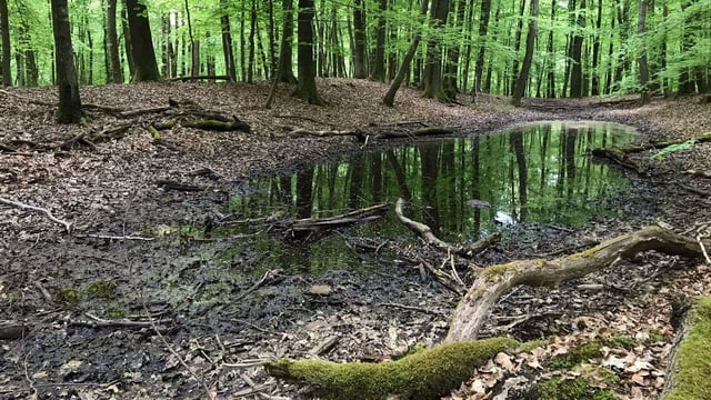 Wallbefestigung im Stiftswald
