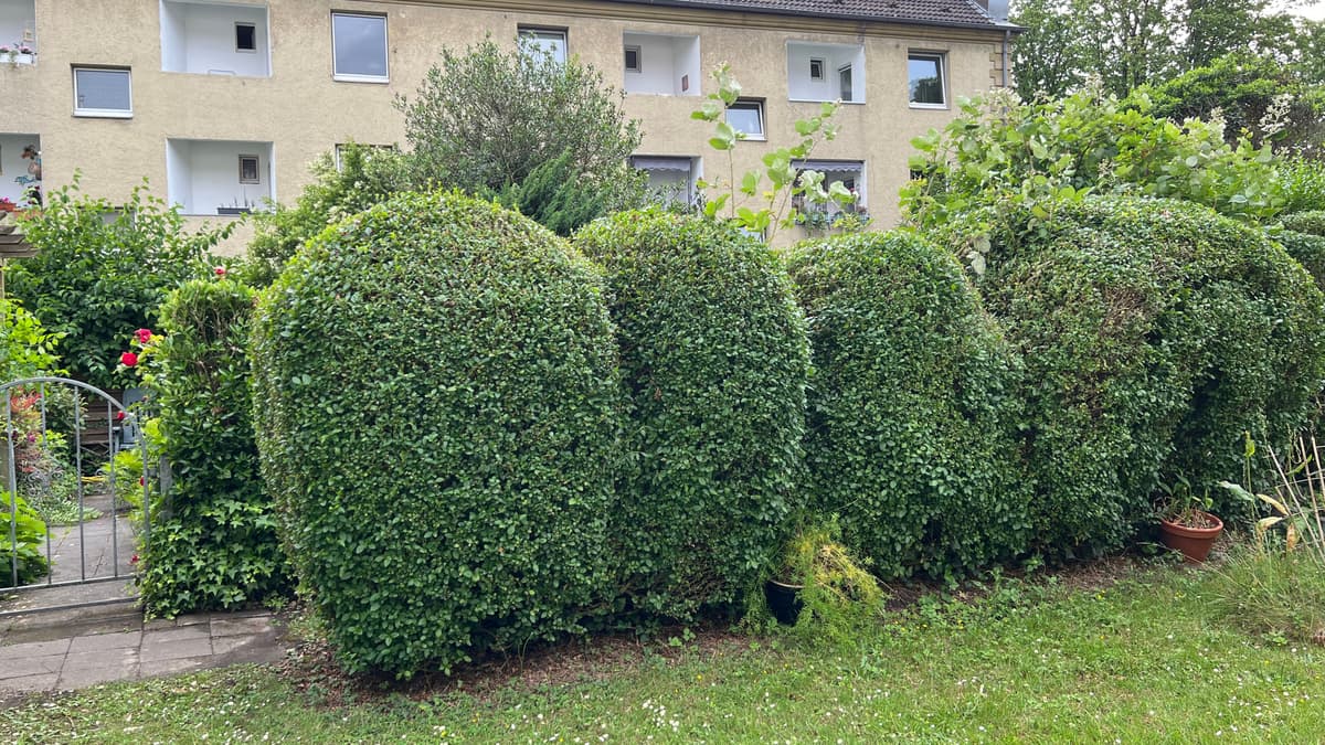 Public Private: Lebenddialog mit Denkmal, Gartenkunstarbeit topiarisch an Hecke zw. Bleichrasen & Mietergärten, fortlaufend
