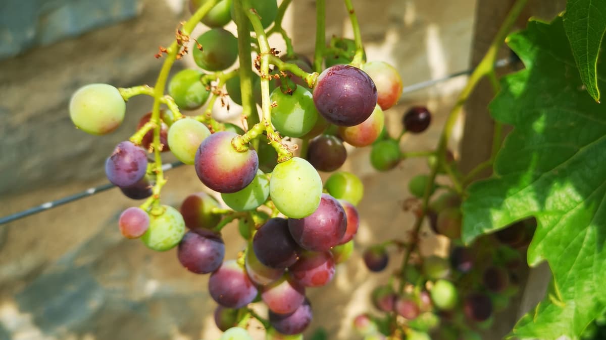 Weinreben