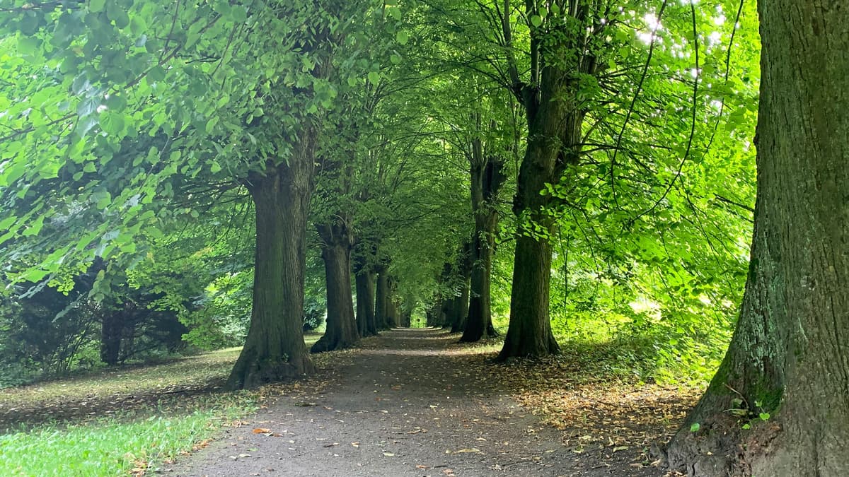 Bürgerpark Osnabrück, alte Lindenallee
