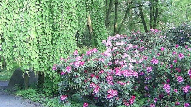 Naturdenkmal Forstbotanischer Garten