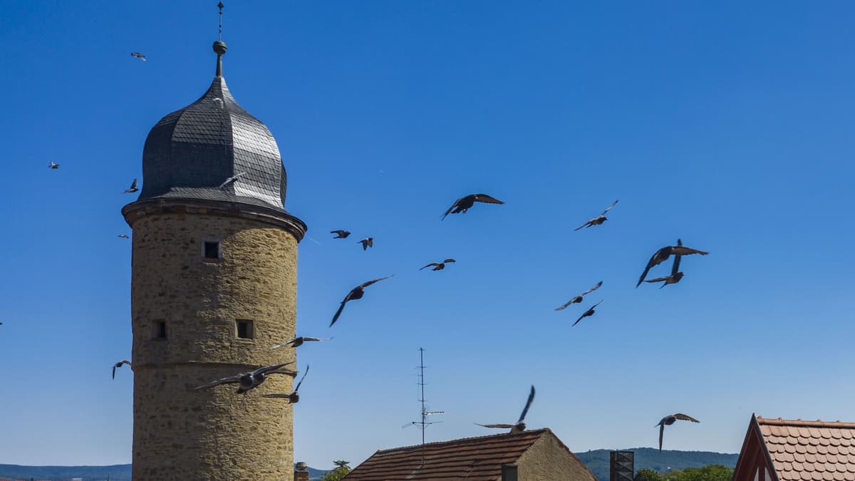 Weißer Turm Gerolzhofen