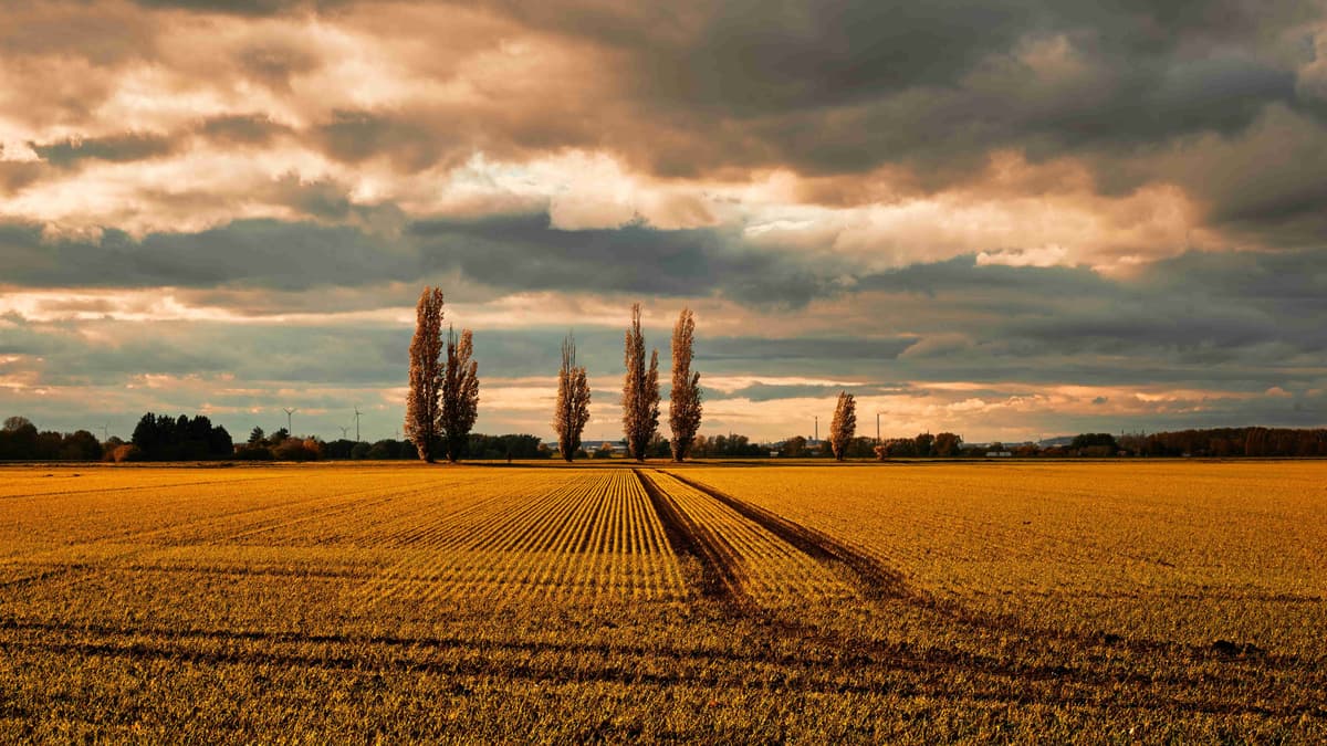 Blick auf das Schlachtfeld
