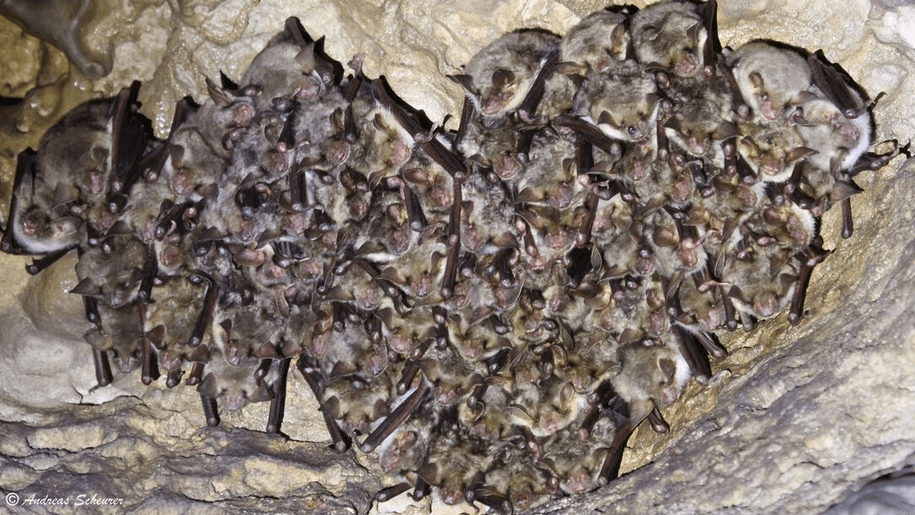 Fledermaus-Cluster
