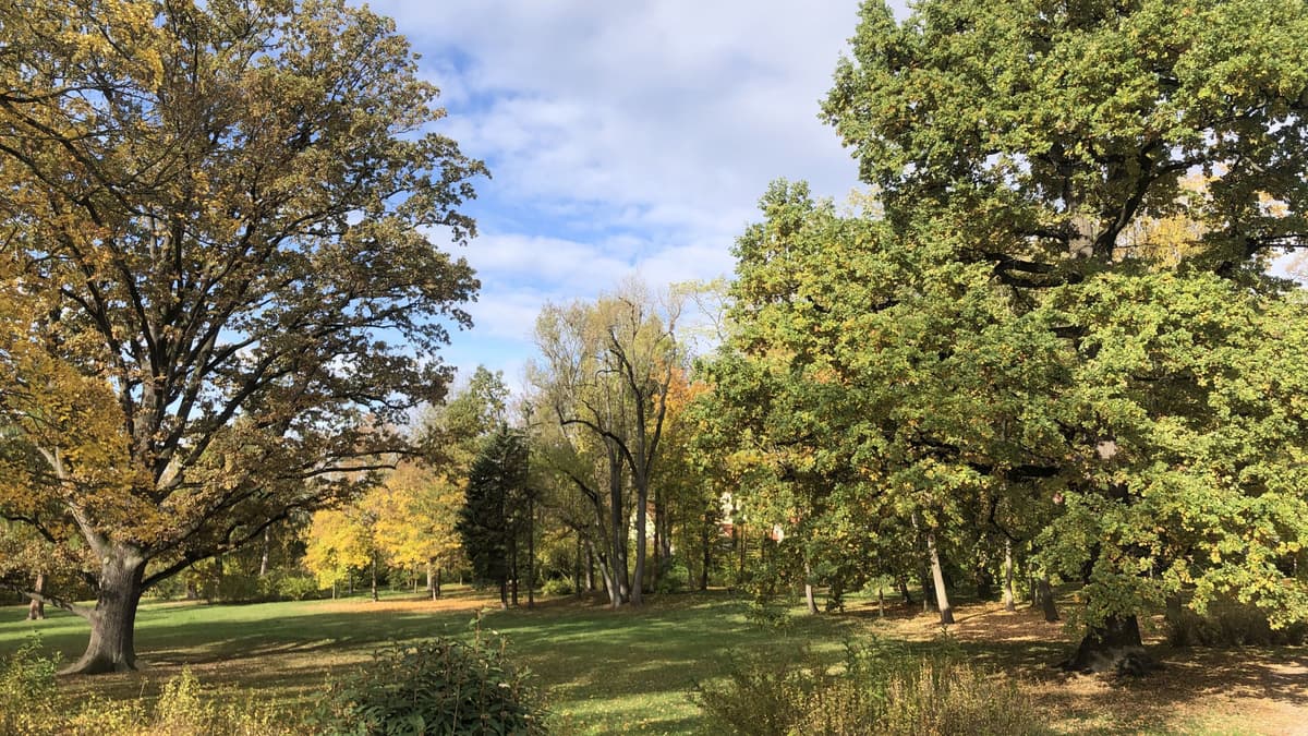 Drackendorfer Park, Blick auf die Wiese Richtung Saale
