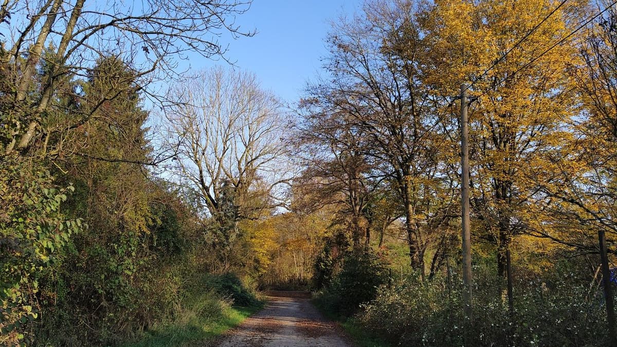 Daxetstraße im Eggarten im Herbst