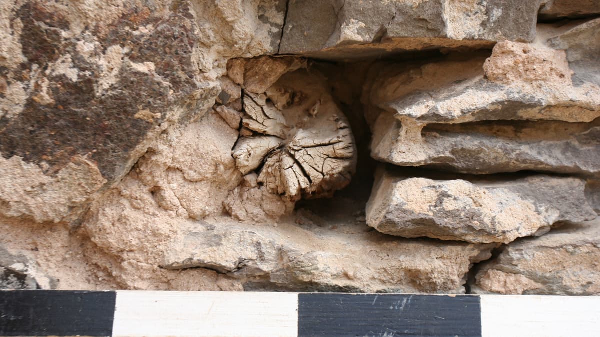 Rüstholz in situ, Westwand der Kapelle Arnshaugk, 1087d