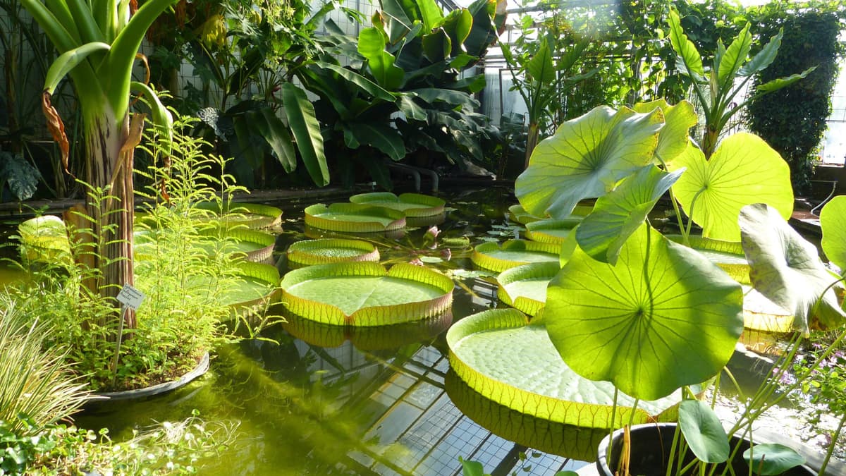 Botanischer Garten am KIT