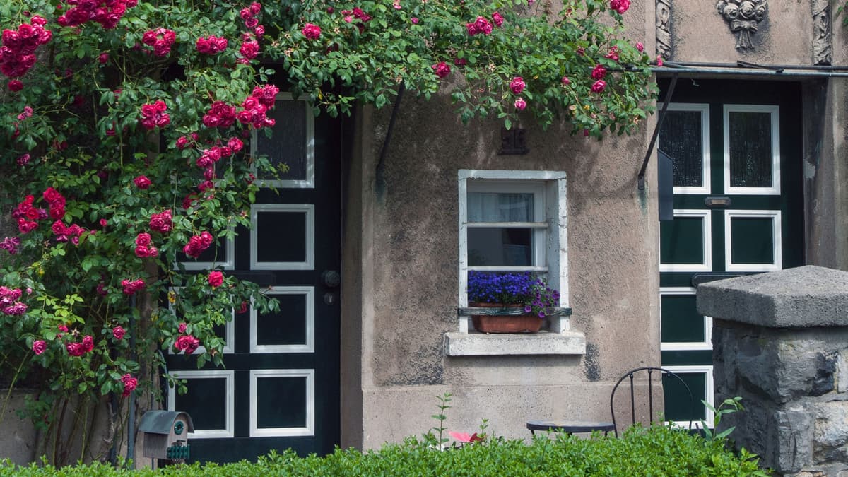 Zechensiedlung Oberdorstfeld – Haustür mit Rosen
