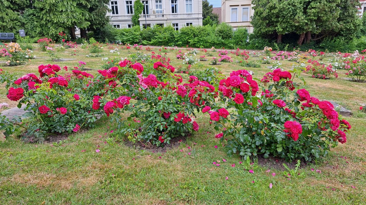 Rosenfriedhof