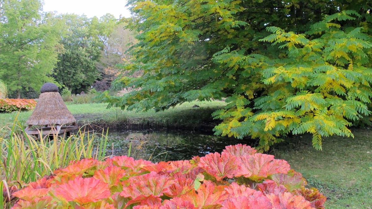 Herbstfärbung an einem Teich, Schildblatt und Kaukasiche Flügelnuss