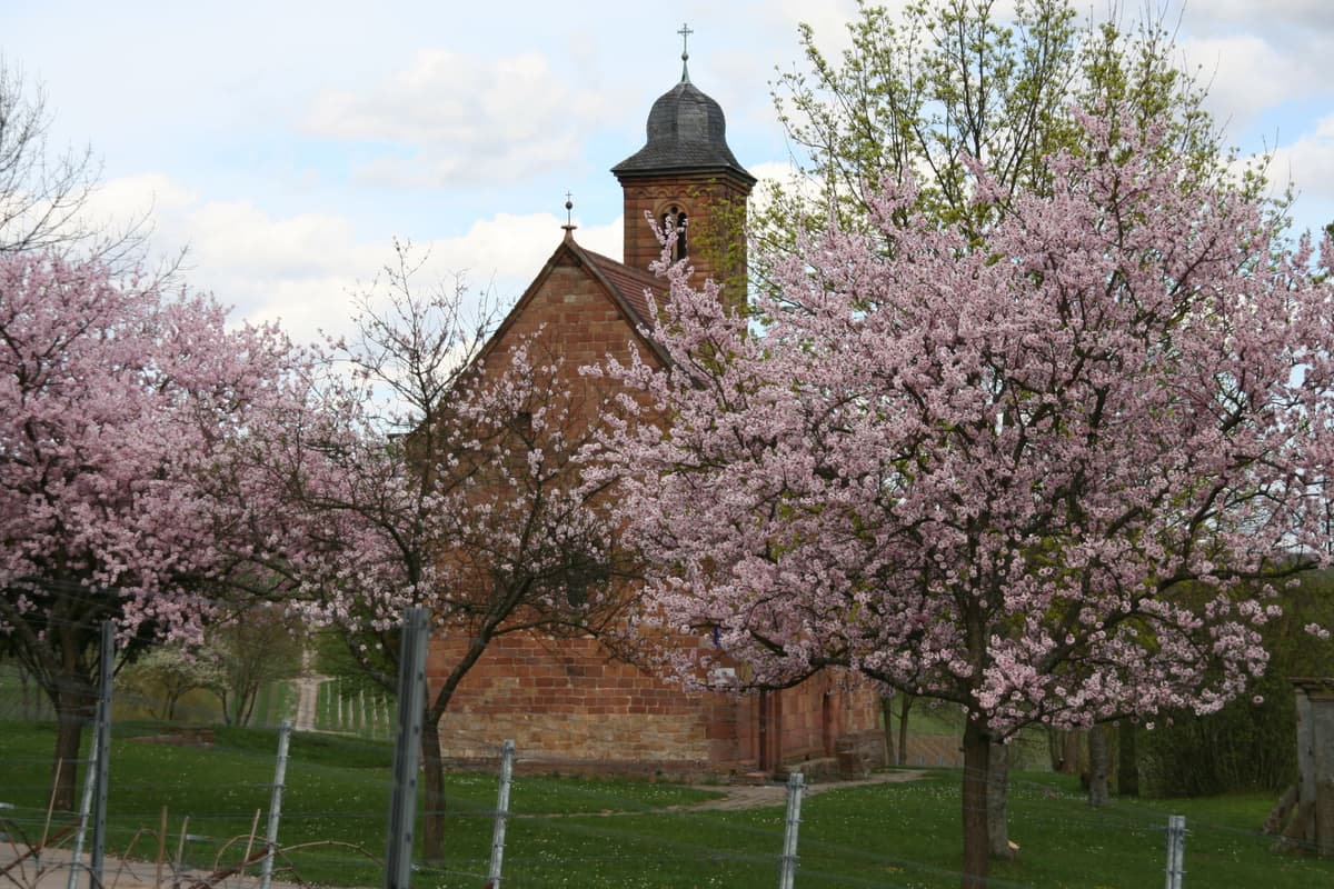 Nikolauskapelle während der Mandelblüte