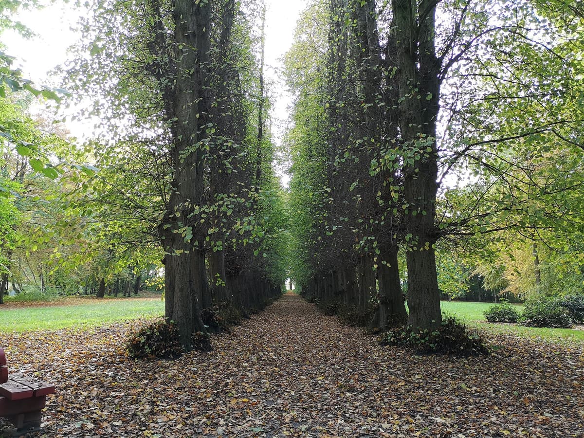 Die Lindenallee im Schlosspark zu Ludwigsburg im Oktober 2019