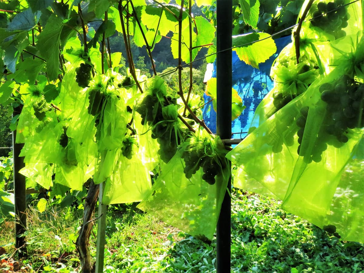 Der Weinberg auf der alten Stadtmauer