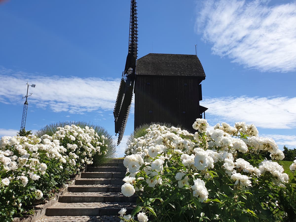 Hochzeitstreppe an der Marzahner Mühle