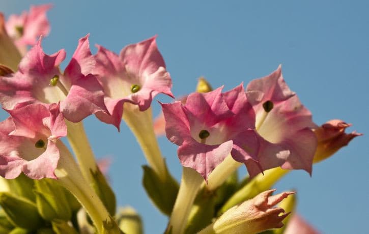 Tabakblüte