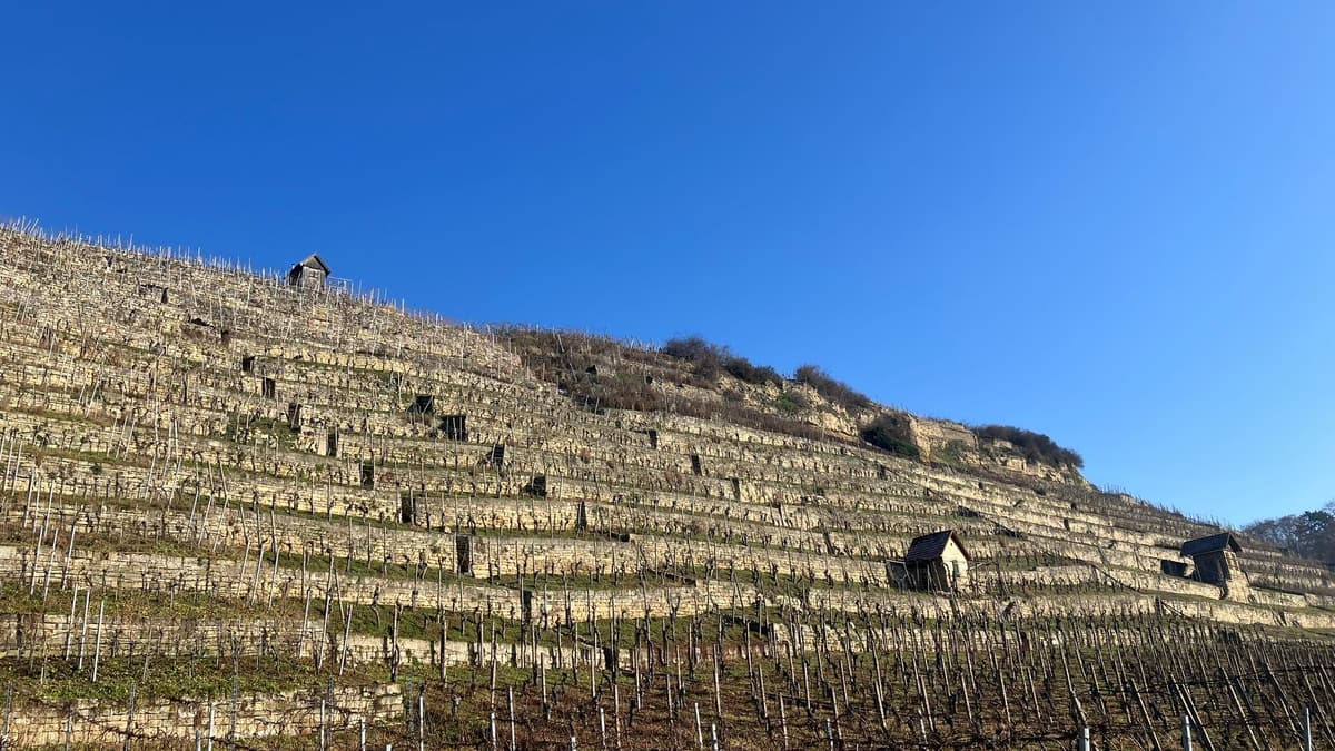 Terrassenweinberge mit Trockensteinmauern