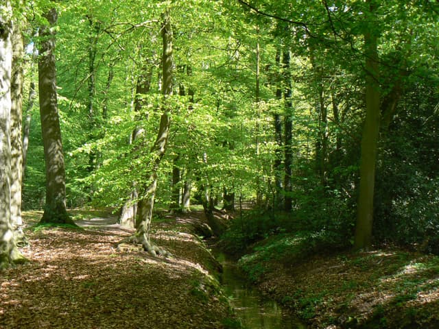 Eversten Holz