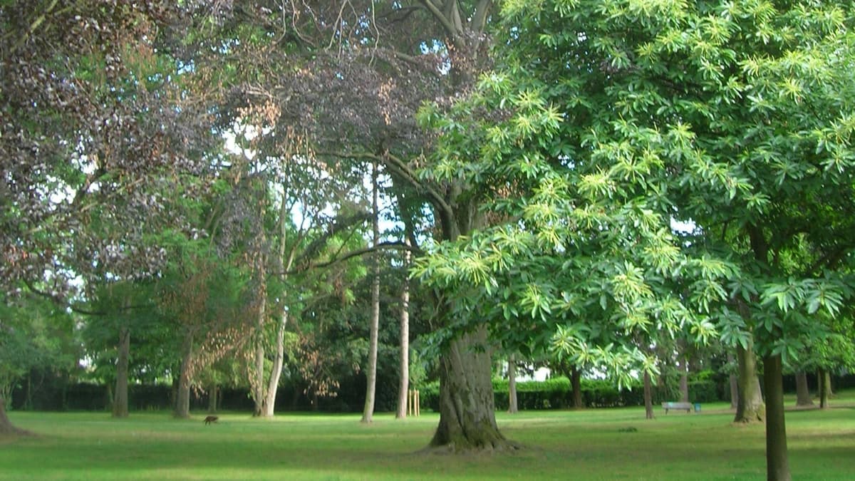 Park Carstanjen