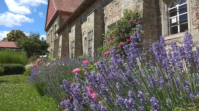 Lavendelblüte im Kräutergarten