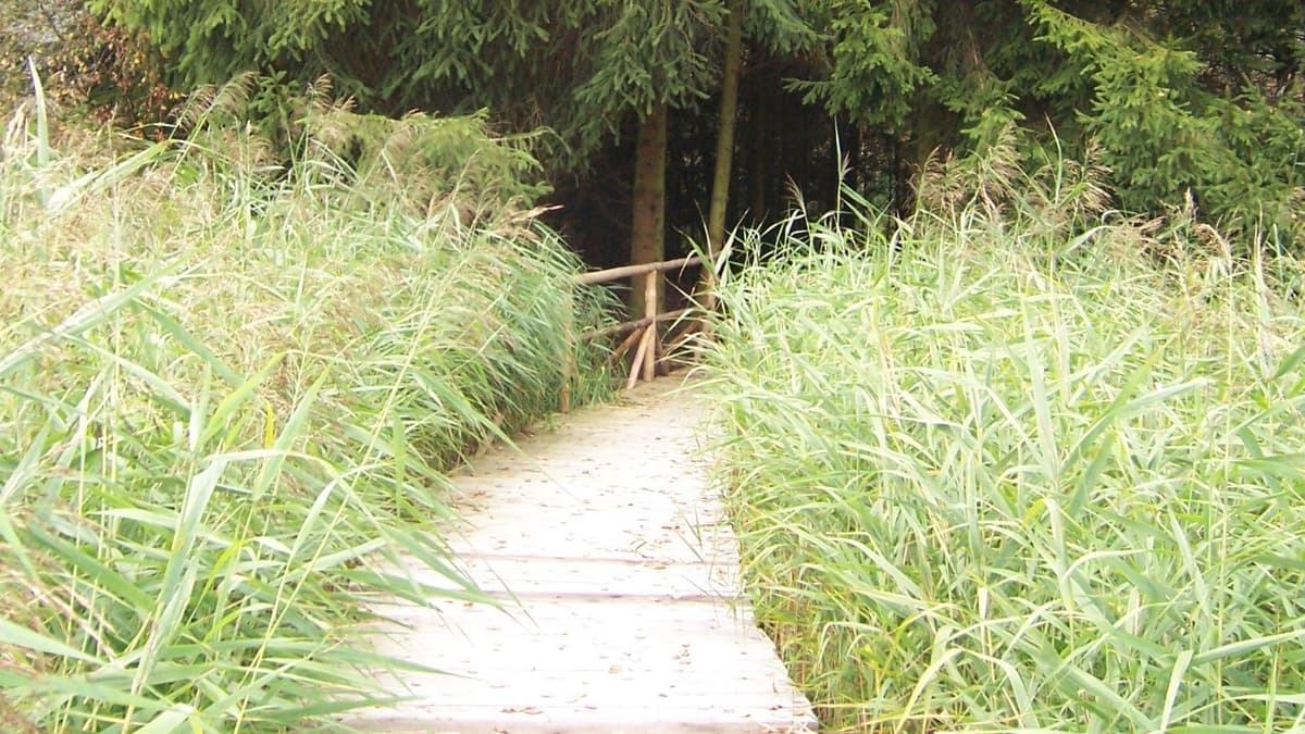 Holzsteg