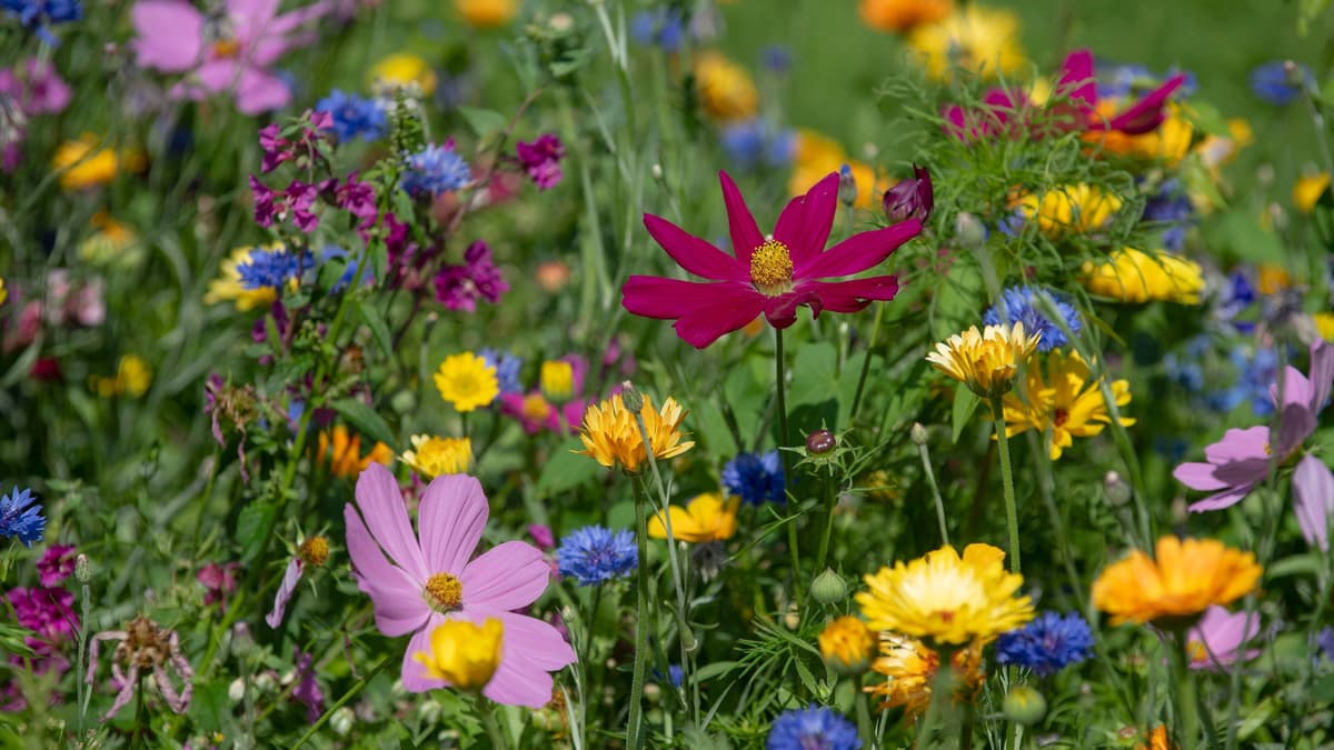Blumenwiese im Künstlergarten Exter