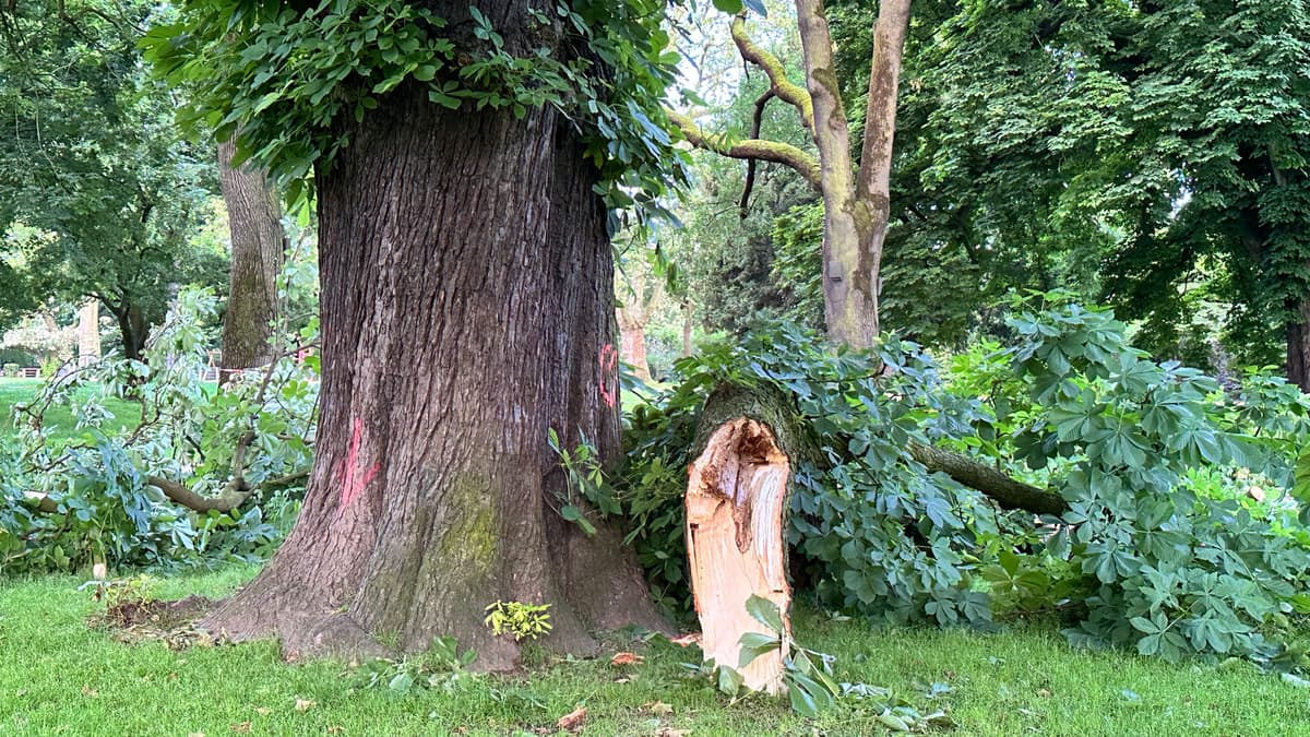 Stadtgarten, Kastanie nach Sturm