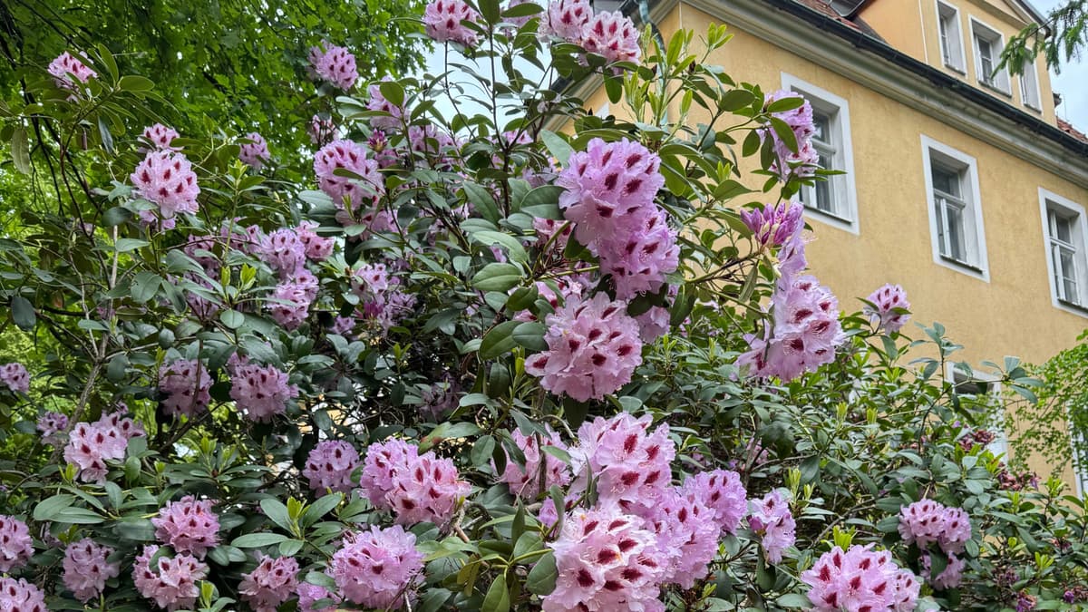 Rhododendron