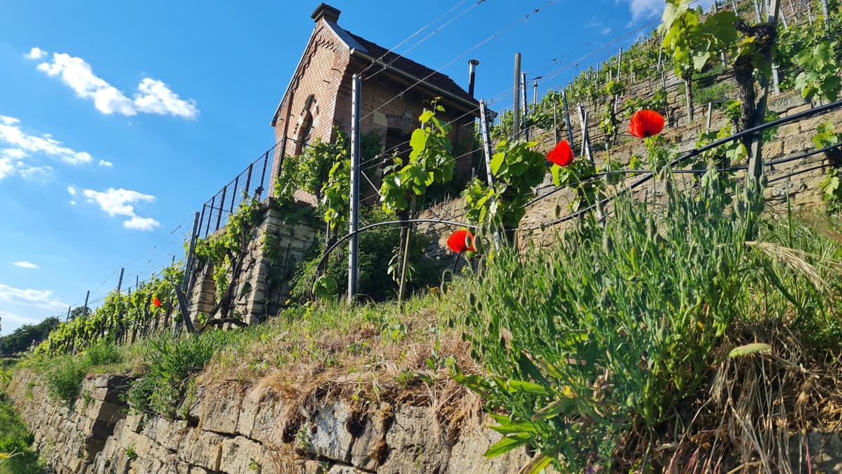 Impressionen aus dem Weinberg