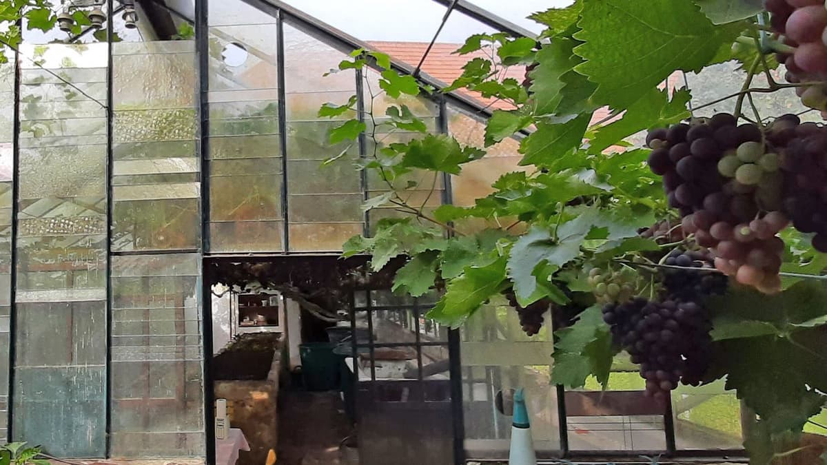 Gewächshaus innen mit großem Weinstock