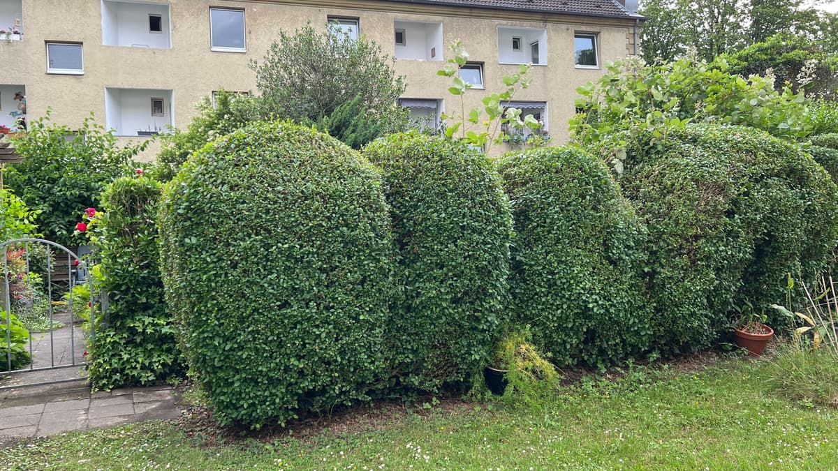 Public Private: Lebenddialog mit Denkmal, Gartenkunstarbeit topiarisch an Hecke zw. Bleichrasen & Mietergärten, fortlaufend