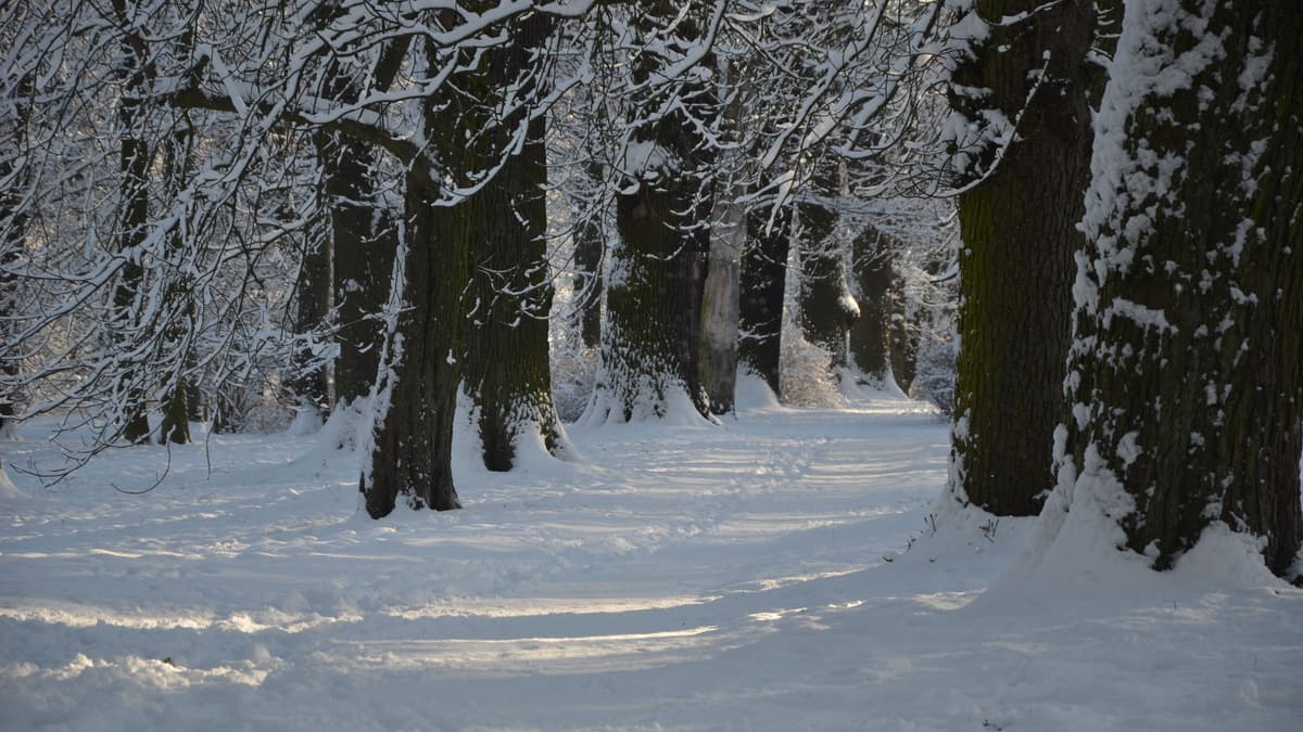 Eichenallee im Winter