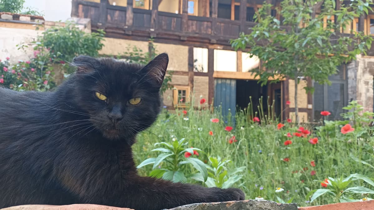 Frau Knickohr