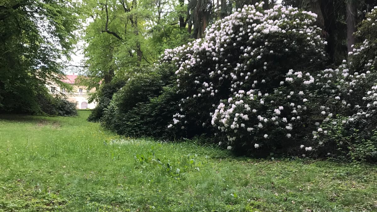 Rhododendronblüte im Park