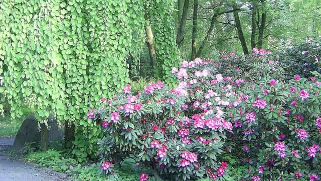 Naturdenkmal Forstbotanischer Garten